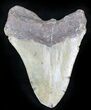 Bargain Megalodon Tooth - North Carolina #26032-1